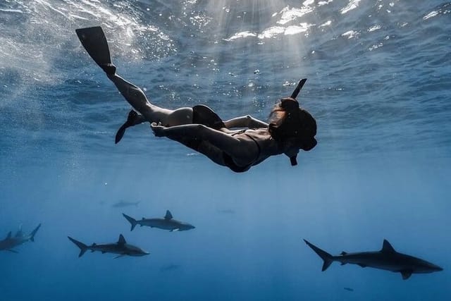 A guest diving along side of several Galapagos sharks 